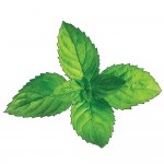 Menta
